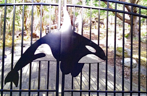 Double Swing Gate with Orca - Image 2