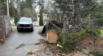 Wind Storms And Tree Damage Can Wreak Havoc on Driveway Gates